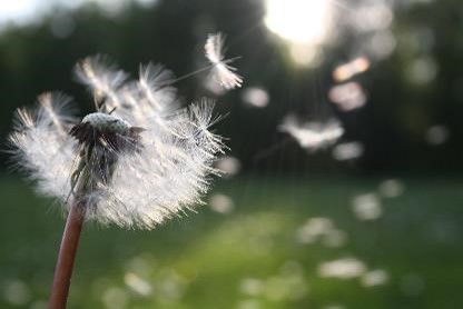 Eliminer les allergies au pollen, graminées, acariens avec Bye Bye Allergies